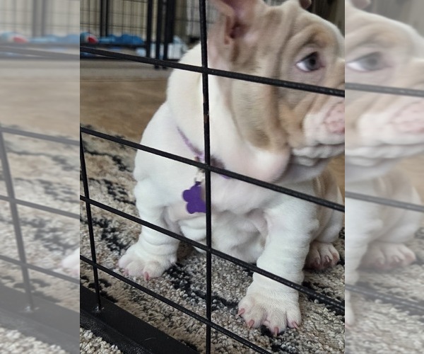 Medium Photo #18 English Bulldog Puppy For Sale in SACRAMENTO, CA, USA