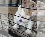 Small #17 English Bulldog