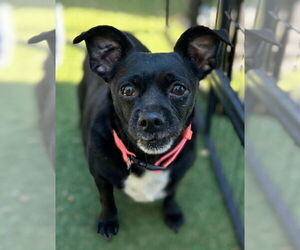 Chihuahua Dogs for adoption in Woodland, CA, USA