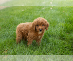 Small #8 Goldendoodle-Poodle (Miniature) Mix