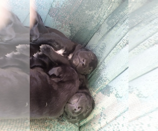 Medium Photo #7 Belgian Malinois-German Shorthaired Pointer Mix Puppy For Sale in SALINAS, CA, USA