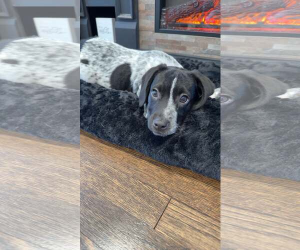 Medium Photo #15 Bluetick Coonhound-Unknown Mix Puppy For Sale in pomfret, CT, USA