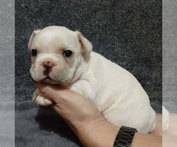 Medium Photo #4 French Bulldog Puppy For Sale in BOWLING GREEN, KY, USA