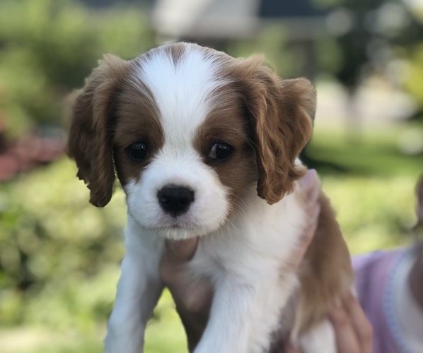 Medium Photo #1 Cavalier King Charles Spaniel Puppy For Sale in N SALT LAKE, UT, USA