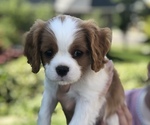 Small Photo #1 Cavalier King Charles Spaniel Puppy For Sale in N SALT LAKE, UT, USA