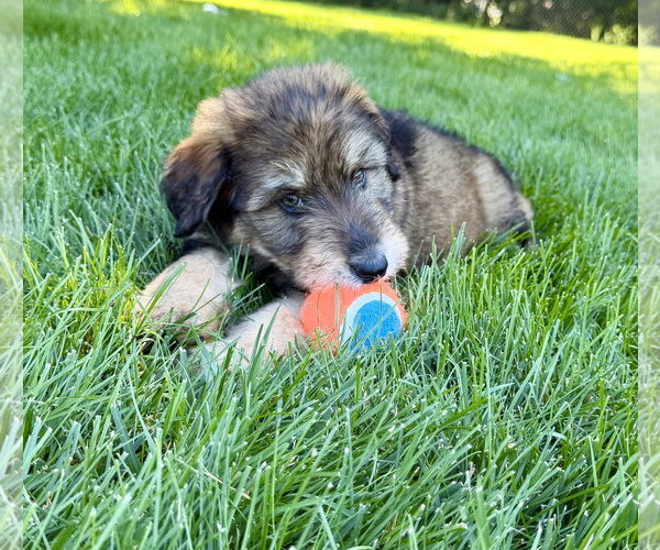 Medium Photo #3 Australian Shepherd-Unknown Mix Puppy For Sale in Plainfield, IL, USA