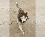Small #3 Huskies  Mix