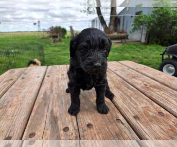 Medium Photo #1 Goldendoodle Puppy For Sale in LEON, KS, USA