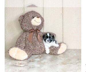 Shih Tzu Puppy for sale in CLEVELAND, NC, USA