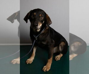 Nick - Male Beagle-Unknown Mix Dog for Adoption - Photo #4
