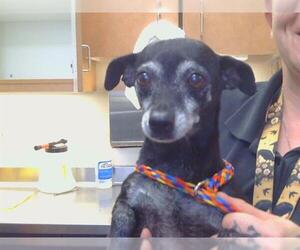 Chihuahua Dogs for adoption in Sacramento, CA, USA