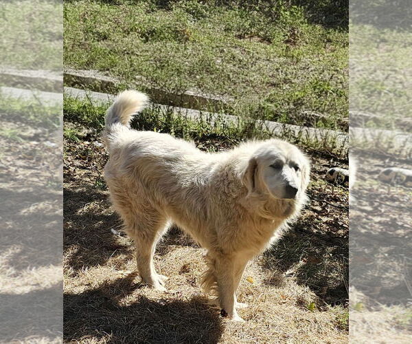 Medium Photo #3 Great Pyrenees Puppy For Sale in Croydon, NH, USA