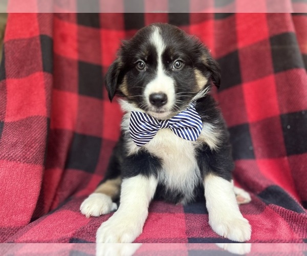 Medium Photo #5 Miniature Australian Shepherd Puppy For Sale in LAKELAND, FL, USA