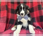 Small #4 Miniature Australian Shepherd