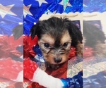 Small #8 Yorkshire Terrier
