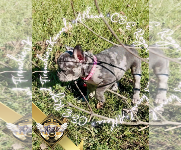 Medium Photo #1 French Bulldog Puppy For Sale in ATHENS, GA, USA