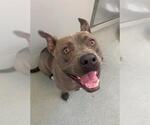 Small American Pit Bull Terrier