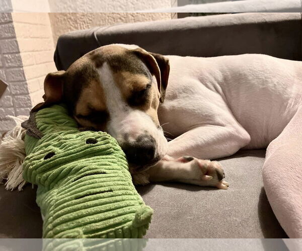 Medium Photo #7 Beagle-Unknown Mix Puppy For Sale in Sheboygan, WI, USA