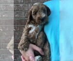 Small #1 Goldendoodle (Miniature)