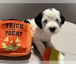 Small Photo #3 Bernedoodle (Miniature) (+ Poodle Miniature) Puppy For Sale in BREA, CA, USA