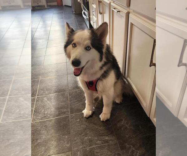 Medium Photo #3 Siberian Husky-Unknown Mix Puppy For Sale in Andover, MN, USA