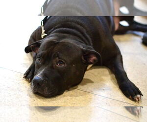 Lola - Female Mutt Dog for Adoption - Photo #7