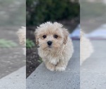 Small #5 Coton de Tulear-Poodle (Toy) Mix