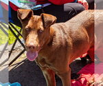 Small #15 Labrador Retriever Mix