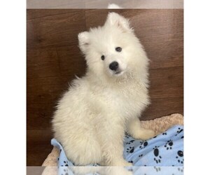 Samoyed Puppy for sale in MILFORD, CA, USA