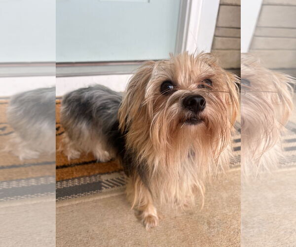 Medium Photo #3 Mutt Puppy For Sale in Greenville, SC, USA