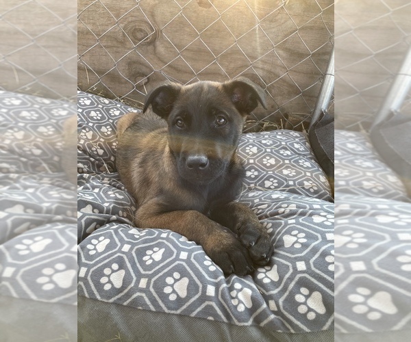Medium Photo #10 Belgian Malinois Puppy For Sale in CASCADE, WI, USA