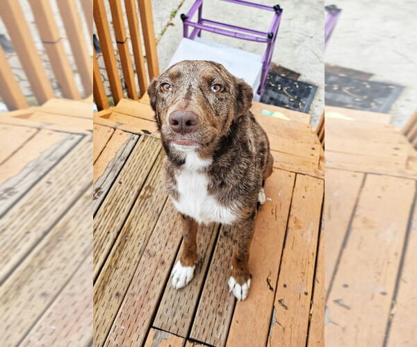Medium Photo #6 Catahoula Leopard Dog-Unknown Mix Puppy For Sale in Salt Lake City, UT, USA