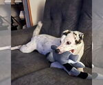 Small #8 English Setter-Labrador Retriever Mix