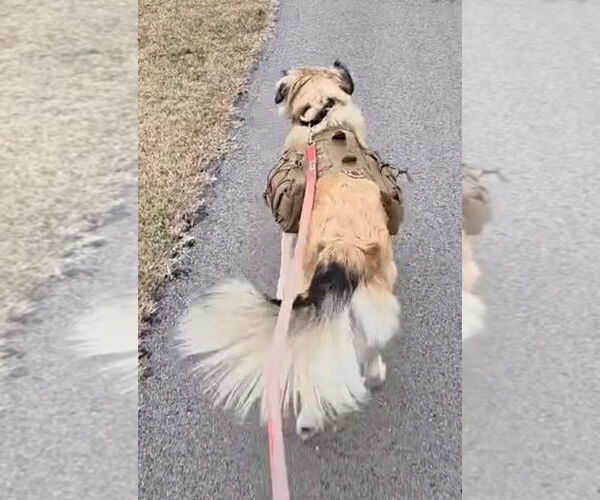 Medium Photo #4 Collie-Unknown Mix Puppy For Sale in Cromwell, KY, USA
