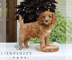 Image preview for Ad Listing. Nickname: Bruno