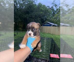 American Staffordshire Terrier-Unknown Mix Dogs for adoption in San Antonio, TX, USA
