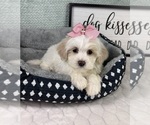 Small #2 Maltipoo (Toy)
