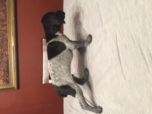 German Shorthaired Pointer Puppy for sale in DOUGLAS, OK, USA