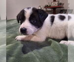 Small #2 Border Collie Mix