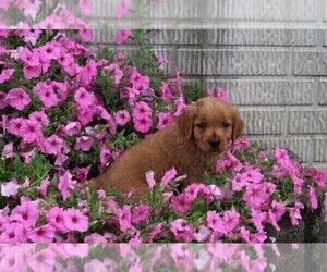 Golden Retriever Puppy for sale in FREDERICKSBURG, OH, USA