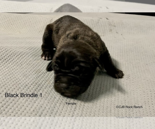 Medium Photo #1 Cane Corso Puppy For Sale in PIPE CREEK, TX, USA