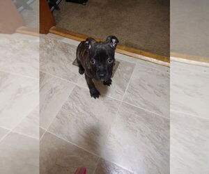 Bullboxer Pit Dogs for adoption in Evansville, IN, USA