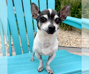 Chihuahua Dogs for adoption in Fargo, ND, USA