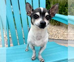 Small Chihuahua