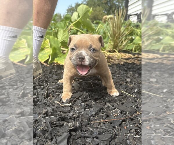 Medium Photo #22 American Bully Puppy For Sale in BLUE SPRINGS, MO, USA