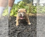 Small Photo #22 American Bully Puppy For Sale in BLUE SPRINGS, MO, USA