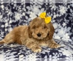 Small Photo #8 Cockapoo Puppy For Sale in LAKELAND, FL, USA