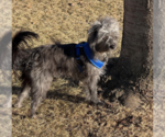 Small #5 Australian Shepherd