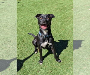 Mutt Dogs for adoption in Calhoun, GA, USA