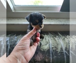 Small Photo #6 Chihuahua Puppy For Sale in OCALA, FL, USA